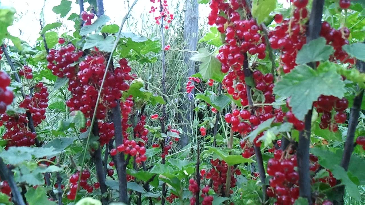 Crvena ribizla, Црвена рибизла (Ribes rubrum) је члан рода Ribes у фамилији огрозда.