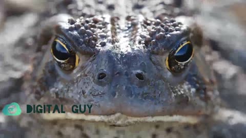 Wildlife Animals | Safari Moments HD Video