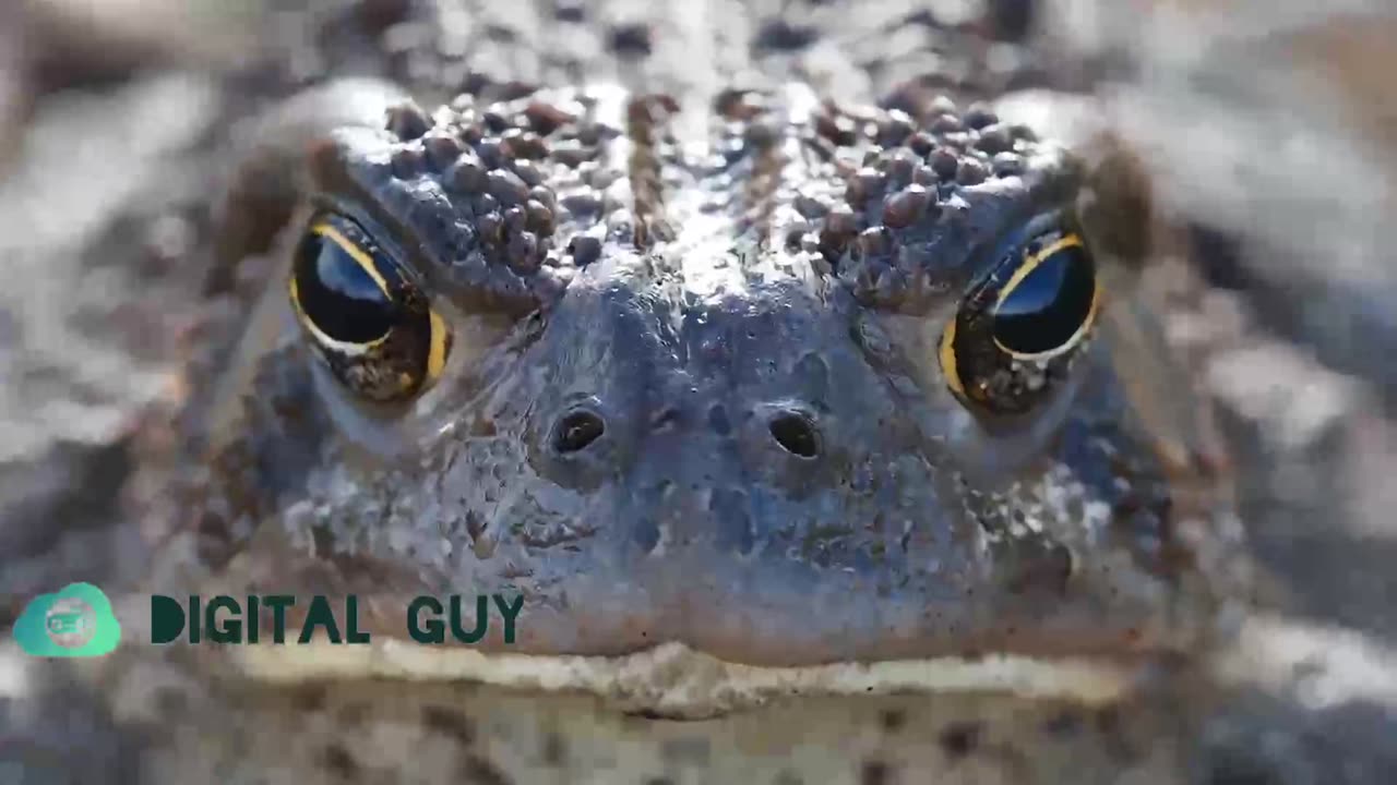 Wildlife Animals | Safari Moments HD Video