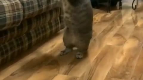 Best funniest cats video part 4🤣😹🐱🦖