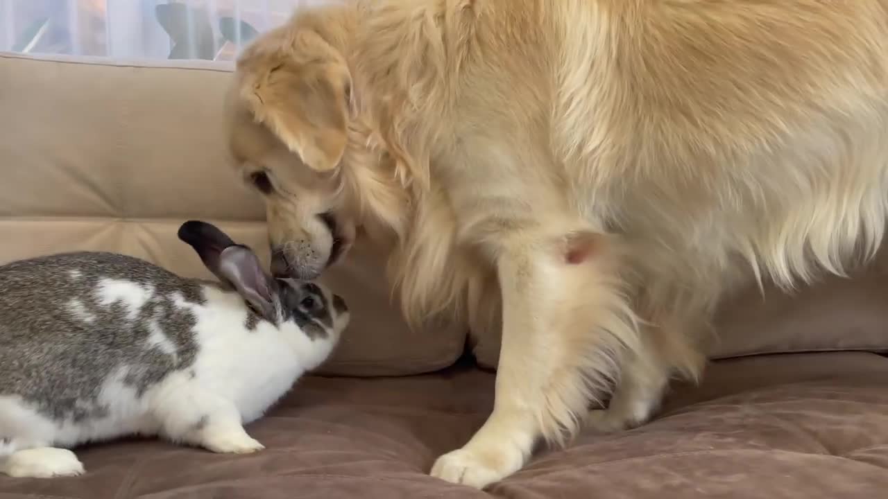 Golden Retriever Meets New Friend Mr.Rabbit