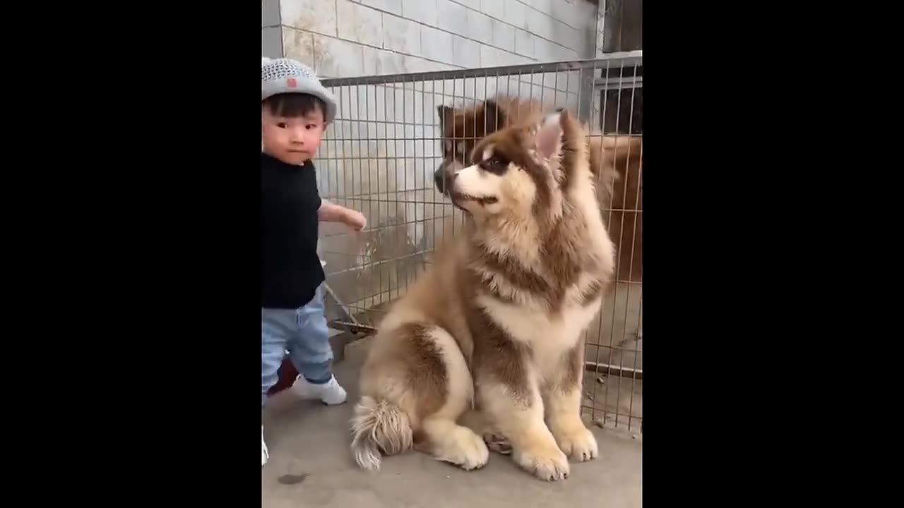 New Funny Animals π Funniest Cats and Dogs Videos πΊπΆ