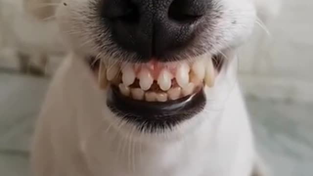 Funny Laughing Dog With Fake Teeth