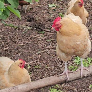 OMC! Why do chickens look so silly yet so cute!?? Perched and relaxed Orpingtons!