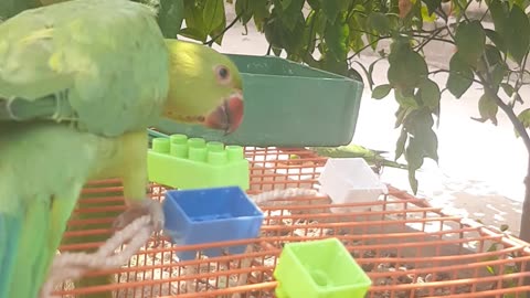 Talking Parrot Playing and Making Voices on Cage