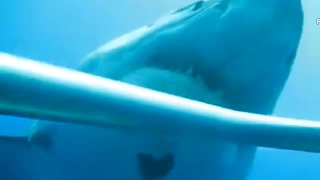 Is this the biggest great shark ever filmed?...