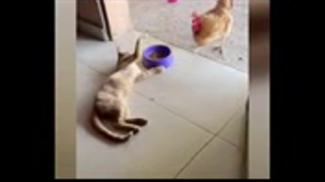 Funny Animal Videos