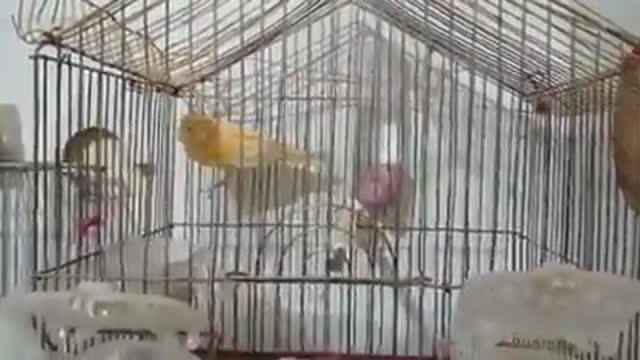 Canary love 🐦🐦🐦🐦