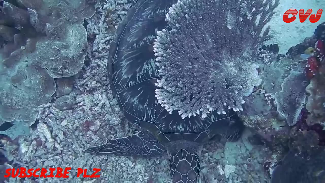 4k Beautiful Underwater Nature - 4K