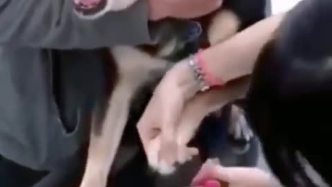 Dog is drama