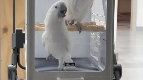 Funny parrot |cockatiel parrot | Funny birds | Funny animals