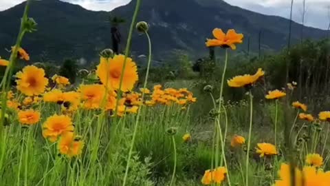 Small chrysanthemum