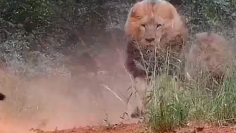 Angry lion running