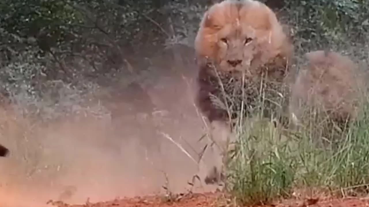 Angry lion running