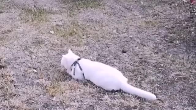 Daily life of big white cat