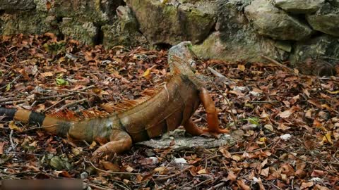 Todos os tipos de animais que vivem na floresta tropical do Brasil levam você ao mundo animal #10