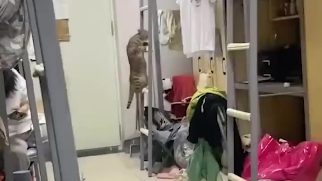 Animal funny video
