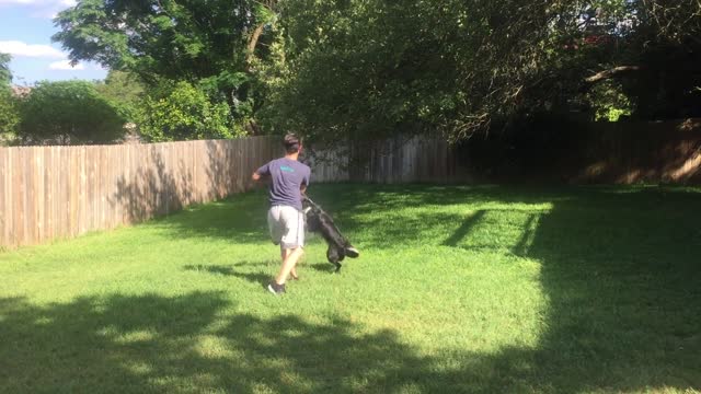 Australian Shepard/ Border collie Mix