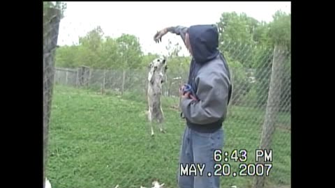 Chi Chi Climbs The Fence