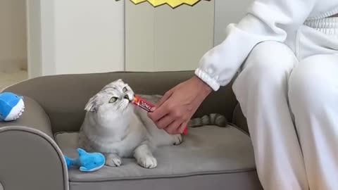 🥹 #cat #cats 