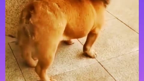 Funny🤣😝🤣 dog video😜 😝😝😛