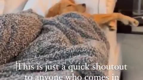 our dog sleep like this too_ Tag your lazy friends!😴🐶 #dogs #shorts