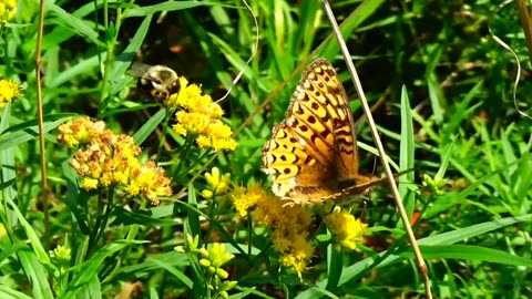 Gulf Fritillary