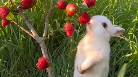 Cute rabbit eating strawberry 😍