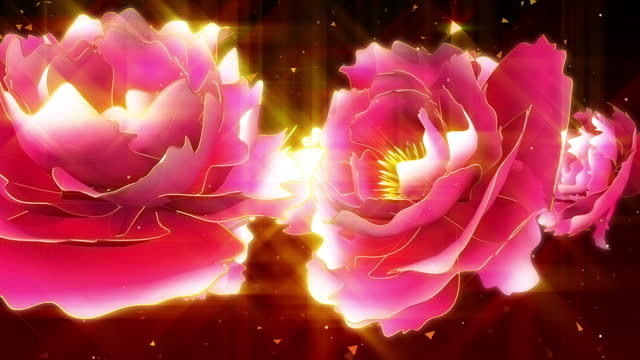 beautiful display of red peony flowers on hd background.