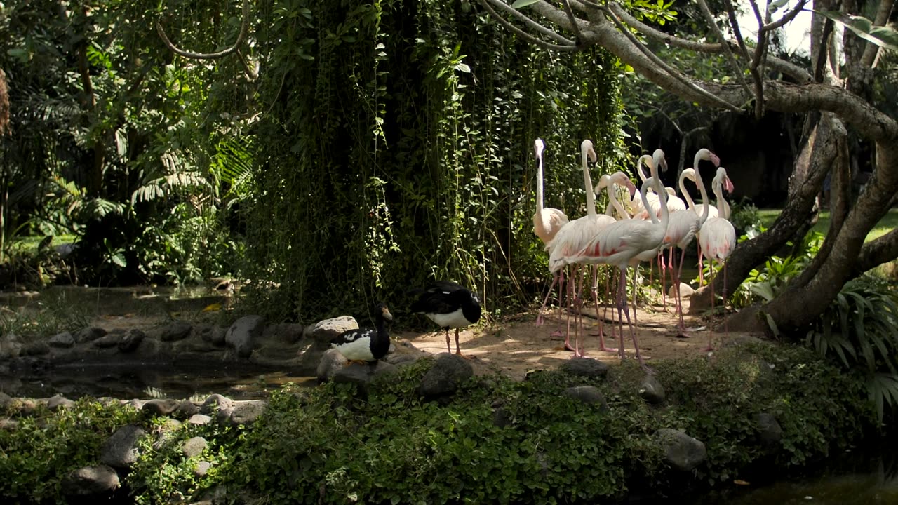 Birds in jungle