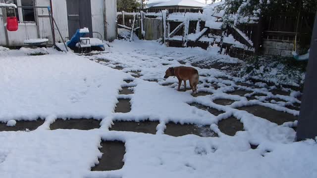Bindi playing in snow in backyard - Mosgiel Dunedin NZ