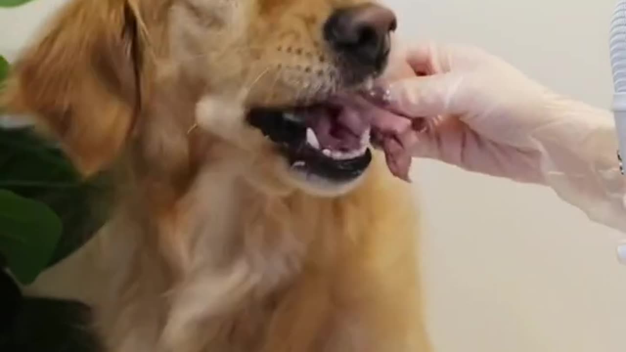 ASMR Cute Dog eating