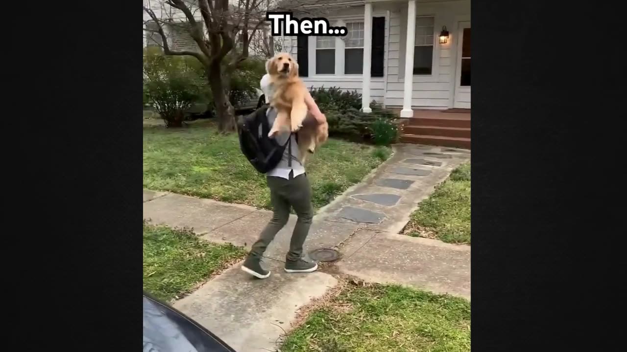 This Playful Pup's Joy Is Absolutely Contagious!