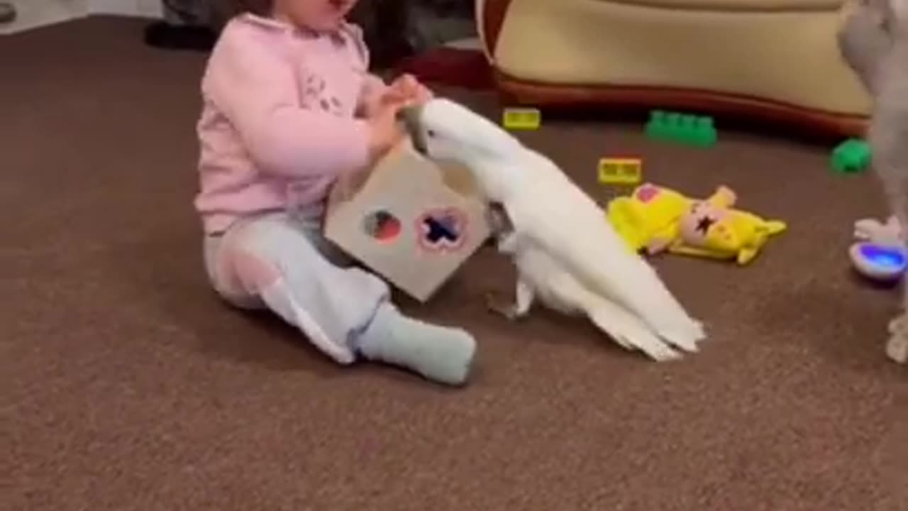 Parrot, Cat And Baby #shorts #viral #shortsvideo #video #innovationhub