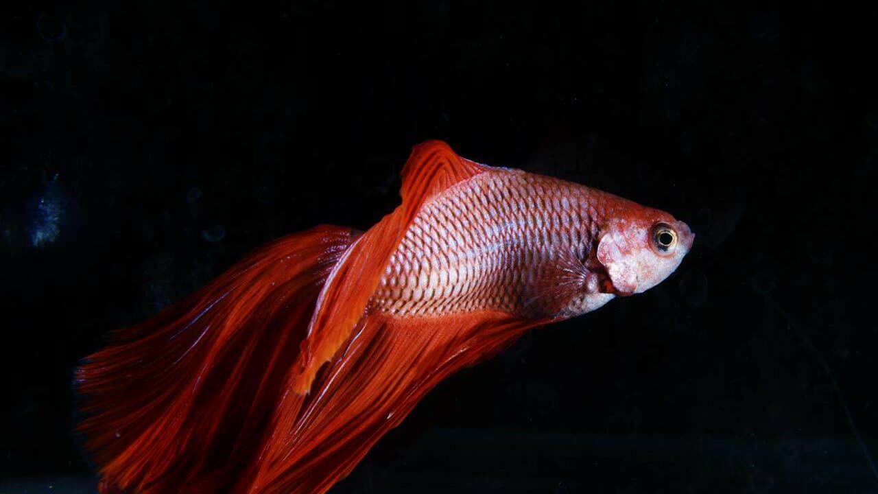 BOSS BATTLE | RELAXATION.