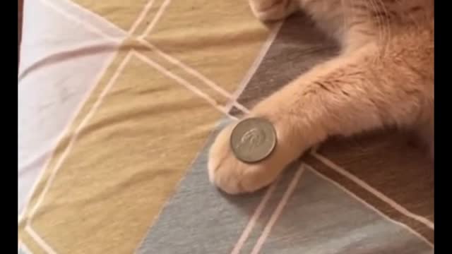 Wow, this cat took a look at the action and figured it out on its own