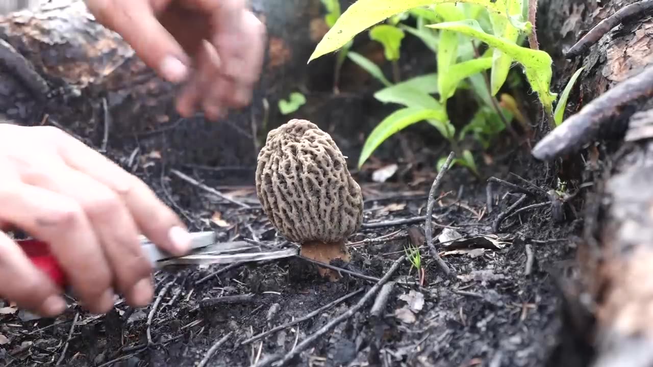 Harvesting 1000s of morel mushrooms in the Canadian wildfire wilderness