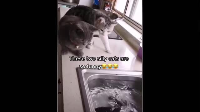Funny cats 🤣
