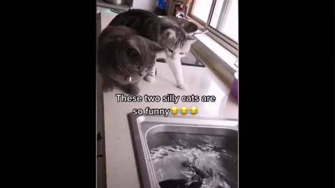 Funny cats 🤣