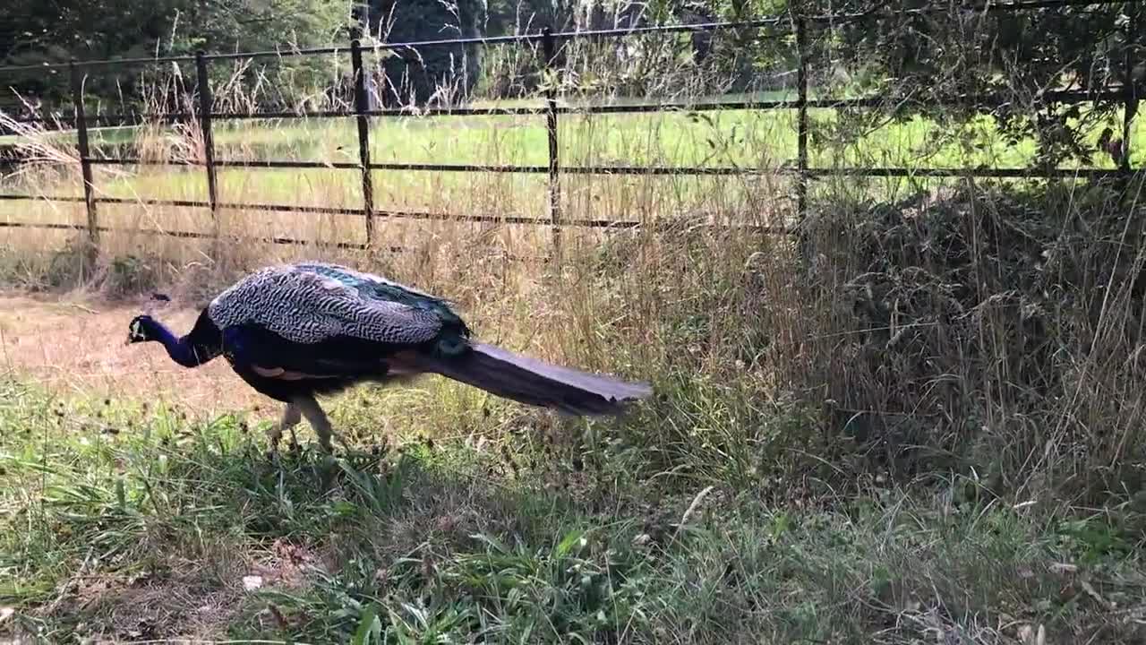 Peacock Garden Nature Animals Colour Bird Blue