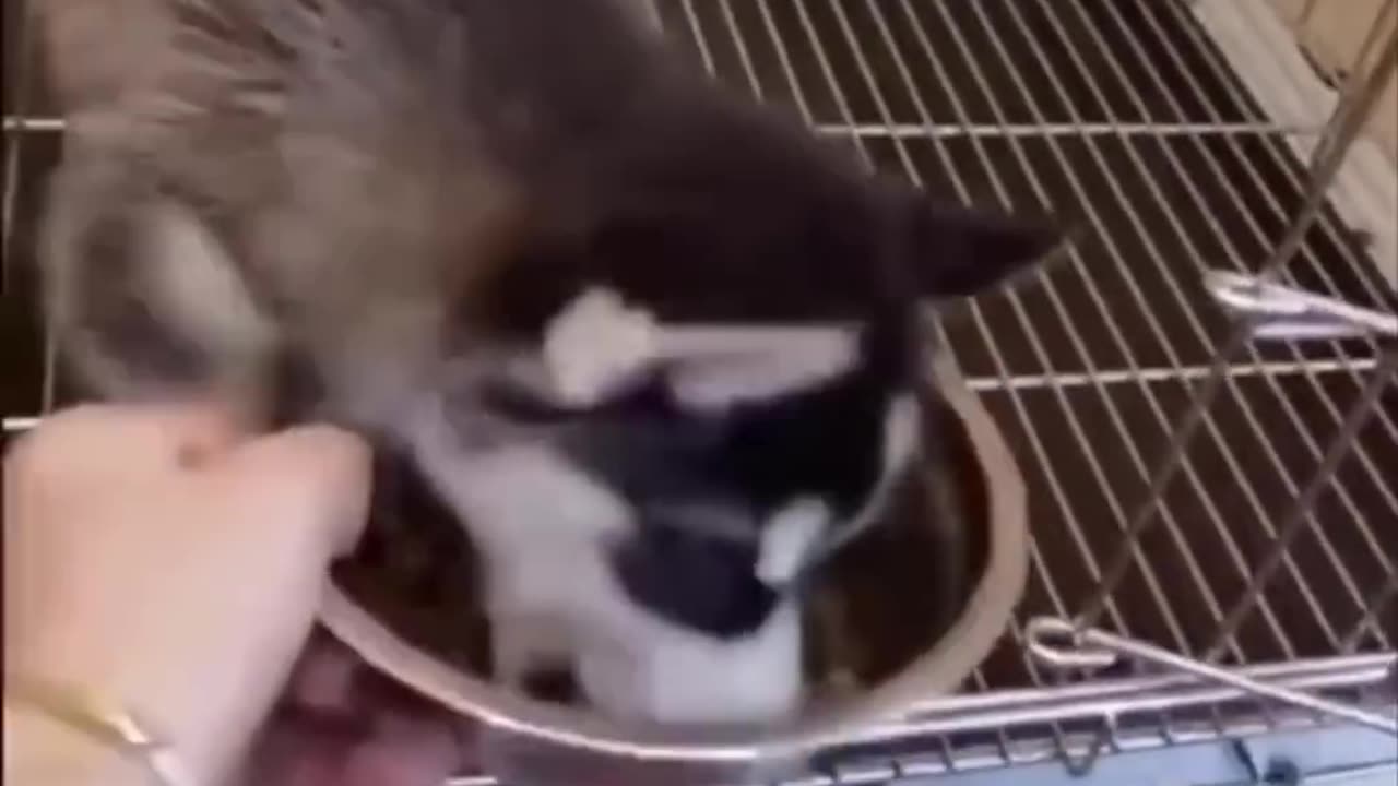 Funny cat 😅 #funny