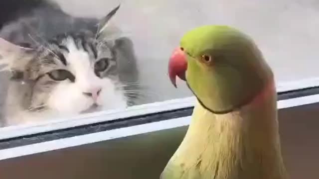 Watch Cat and parrot talking to each other