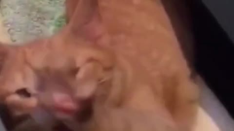 World’s *FUNNIEST* Animals! (Cats + Dogs) #gatos