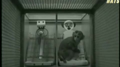 Experiment shows why mask wearing has always been about destroying the emotional bond.