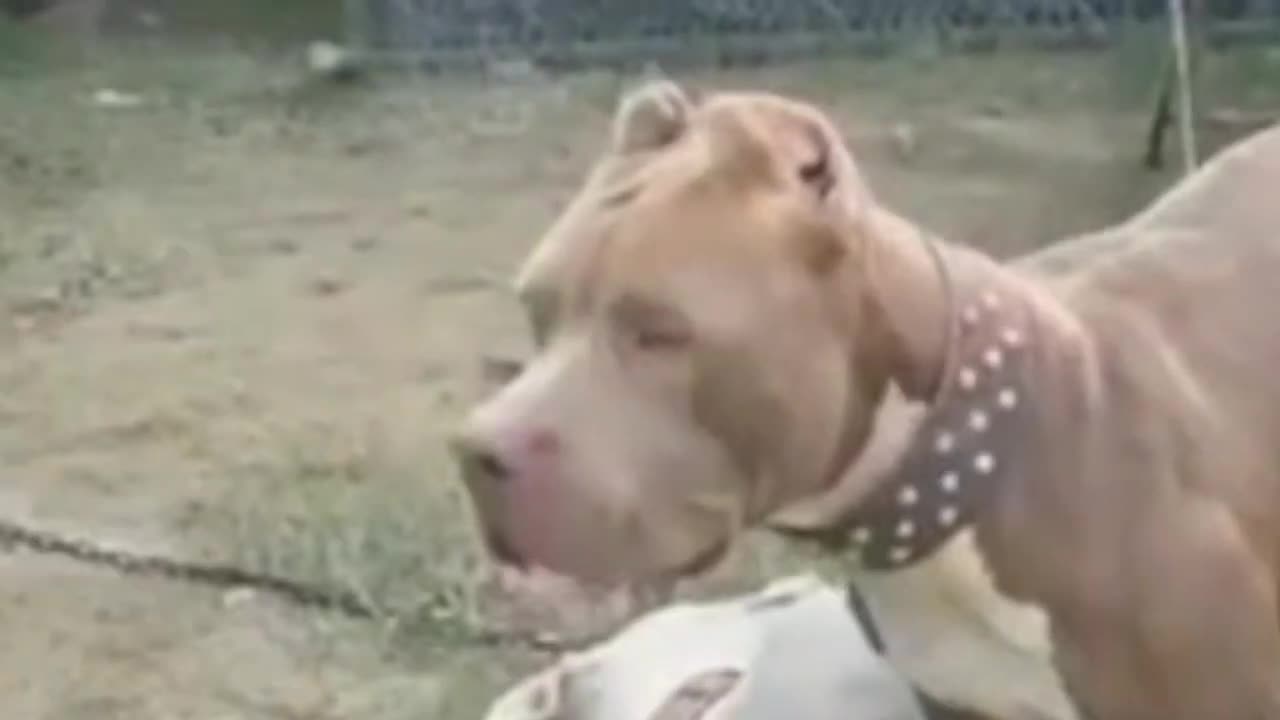 Sweet dogs