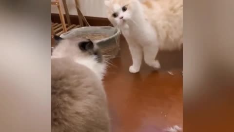 Funny cats and dogs moment,s😁😁