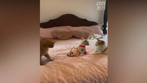 Funny dog