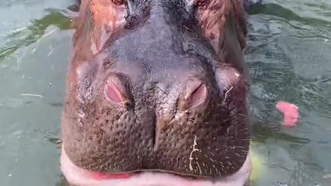 Hippo Underwater juicer