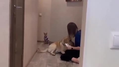 Shorts - Dog Oscar