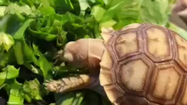 Feeding lots of golden coin turtles
